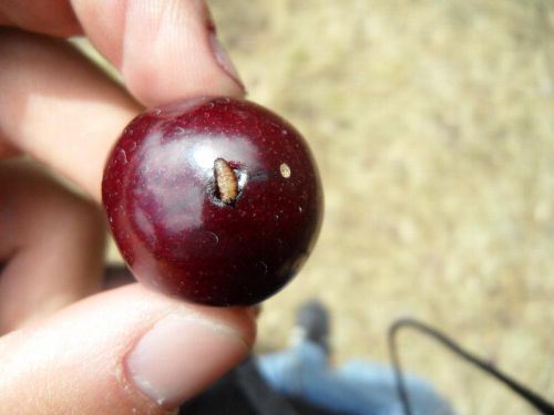 Cherry Fruit Fly Maggot in a Cherry