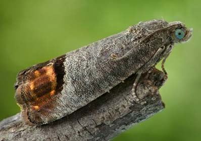 Codling Moth Cydia Pomonella