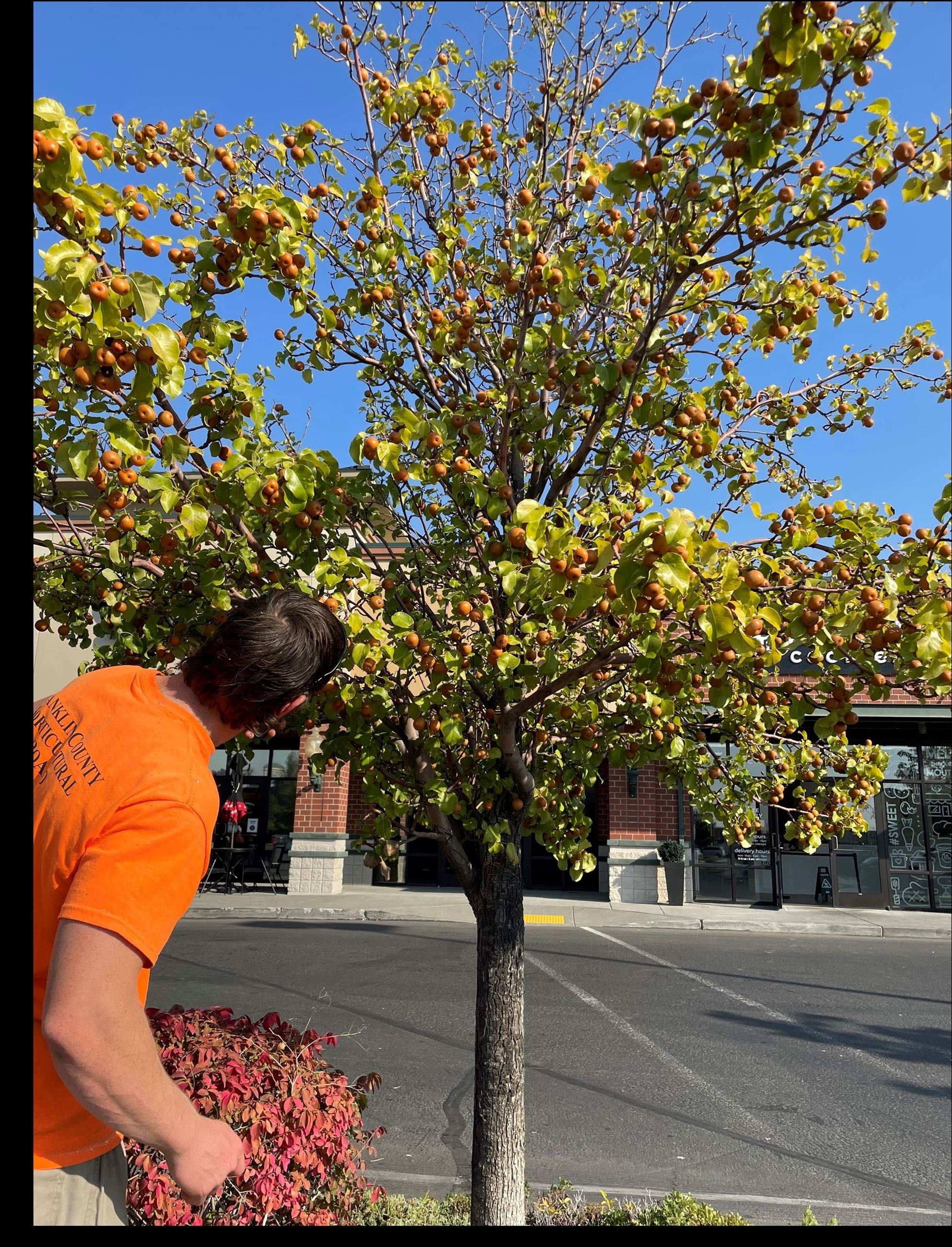 Connor inspecting ornamental pear trees