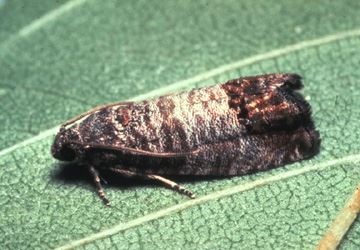 Adult Codling Moth